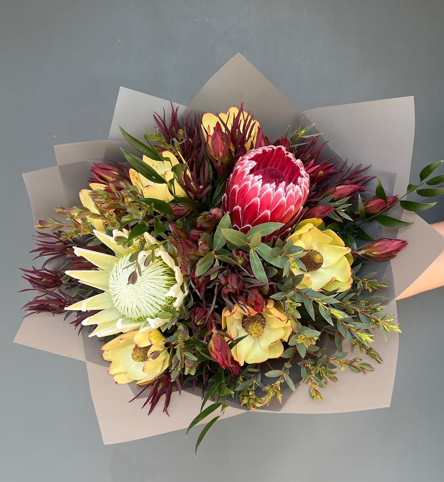 Proteas