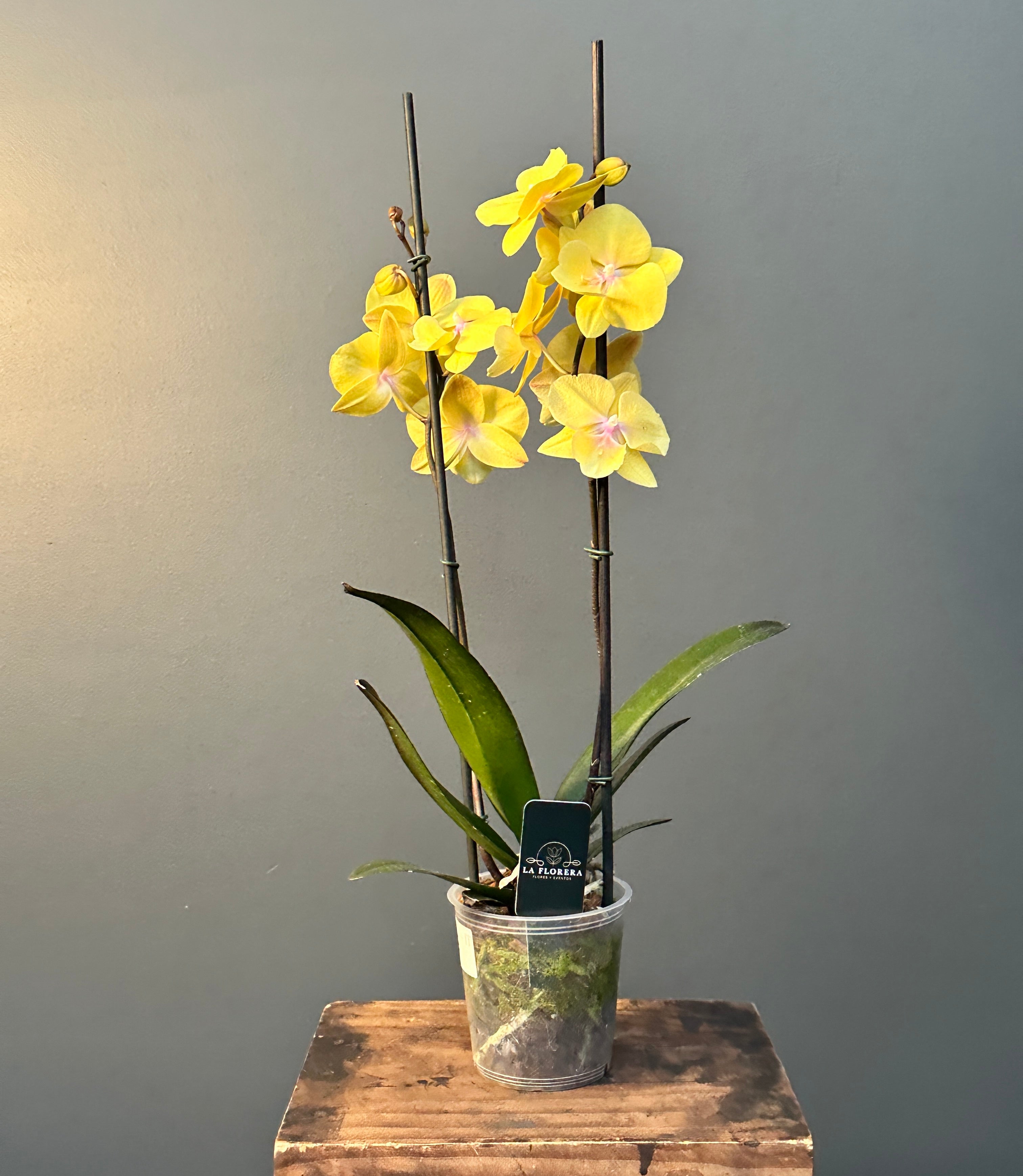 Orquídeas