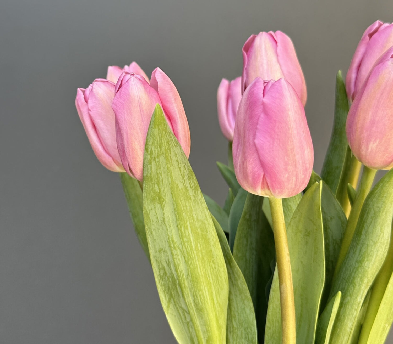 FLORERO TULIPANES ROSADO CLARO 10 VARAS
