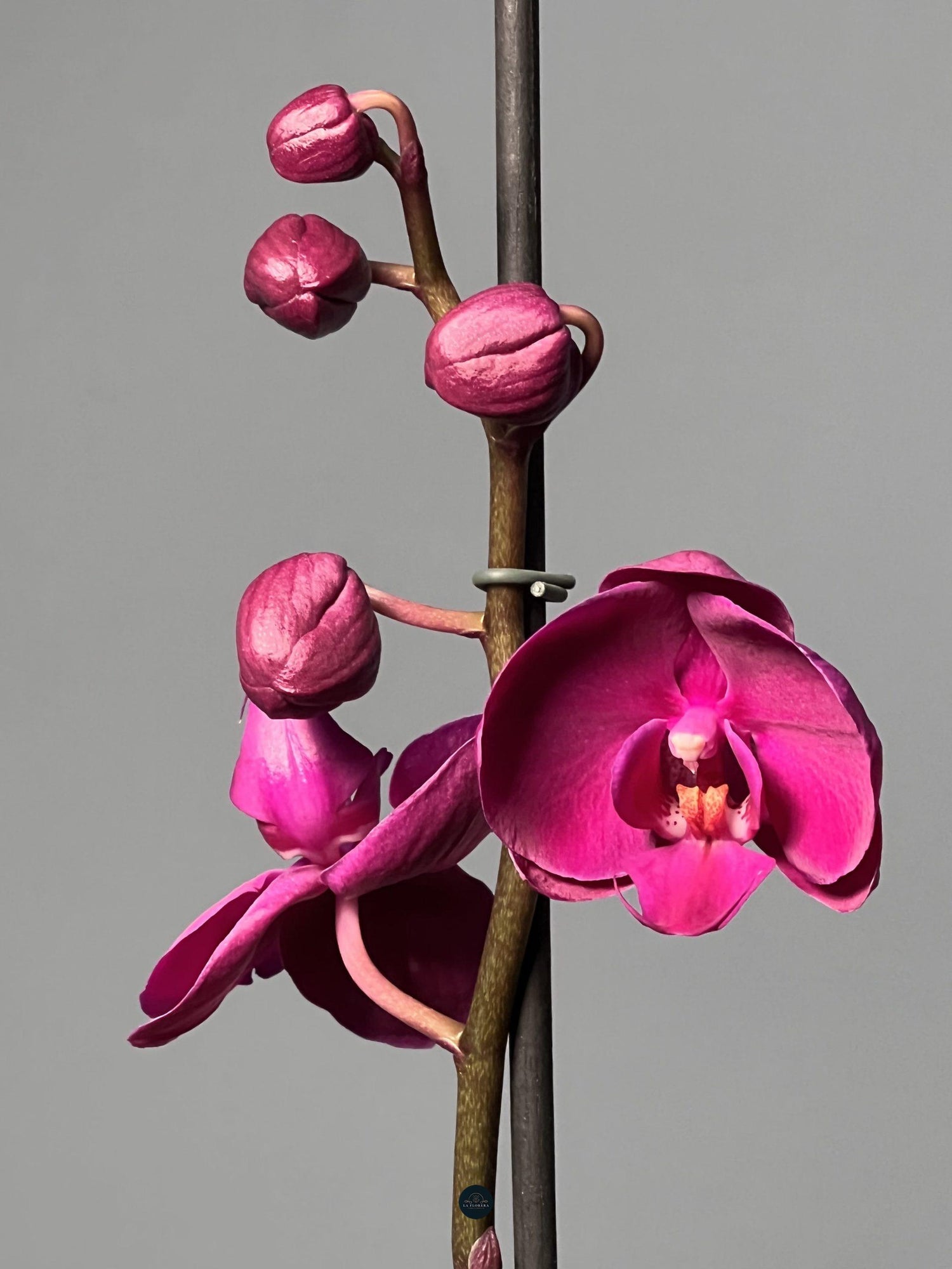 ORQUÍDEA FUCSIA EN MACETA