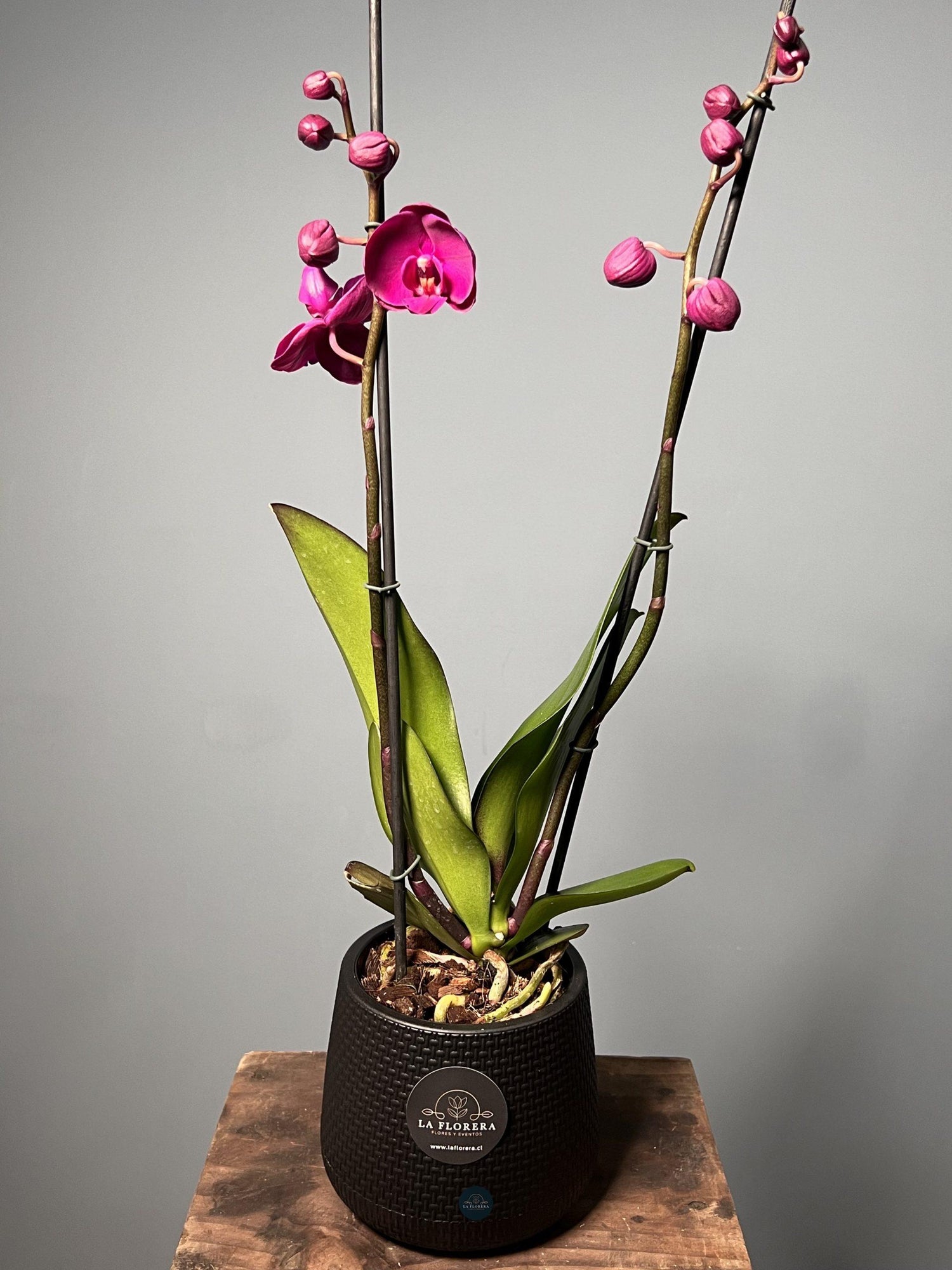 ORQUÍDEA FUCSIA EN MACETA